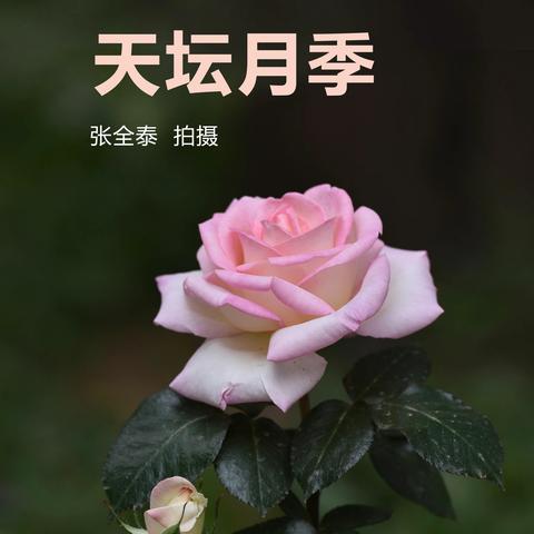 天坛的月季花