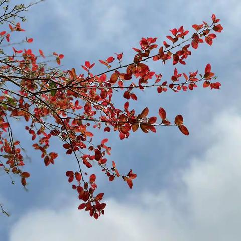 观音山，白交祠，军营春游