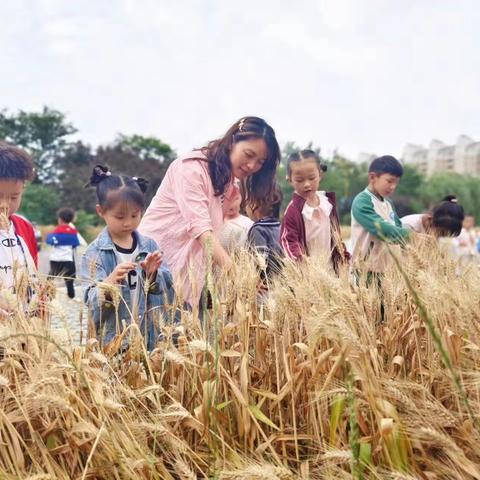 【课程故事】风吹麦浪 蝉鸣夏芒——高邮高新区实验幼儿园“新幼农场”小麦丰收记