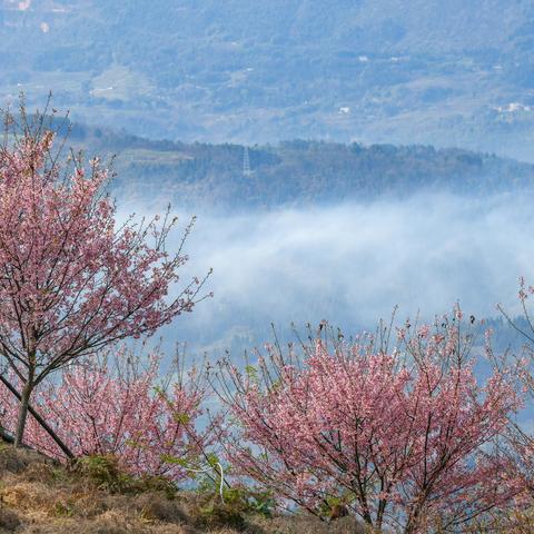 江津猫山樱搏园漫山遍野全是樱花！