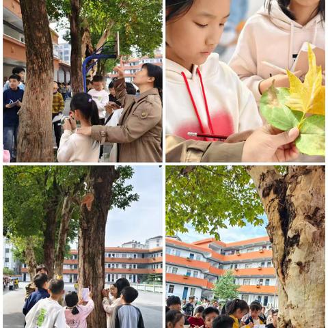争当护树小天使 我为大树穿新衣——南城县盱江小学项目化学习