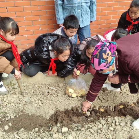 漩口小学“茶娃娃开心农场”——冬季播种