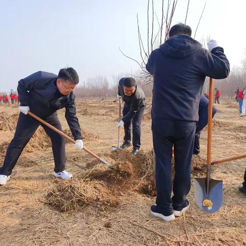 邱县四大班子带队开展义务植树活动