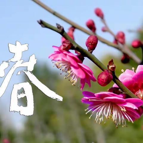 女神节祝福语