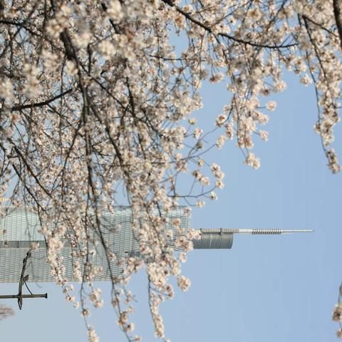 樱花日记-鸡鸣寺玄武湖解放门篇