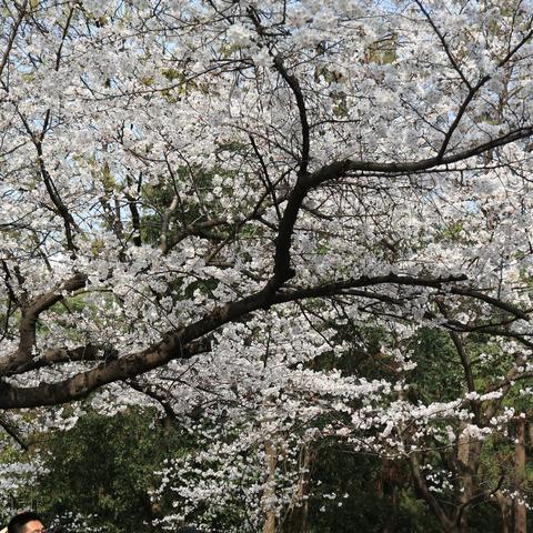 樱花日记-林大篇