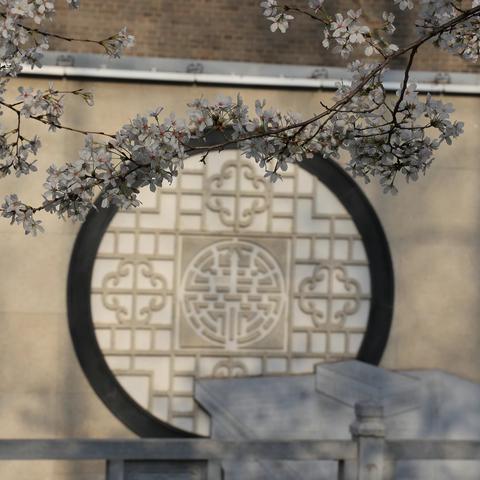 樱花日记-珍珠河篇