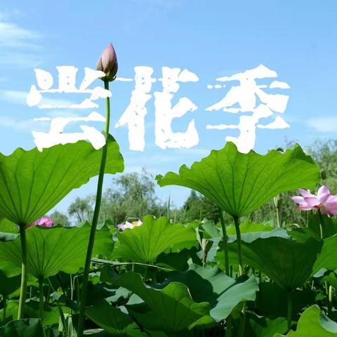 《尝荷季》