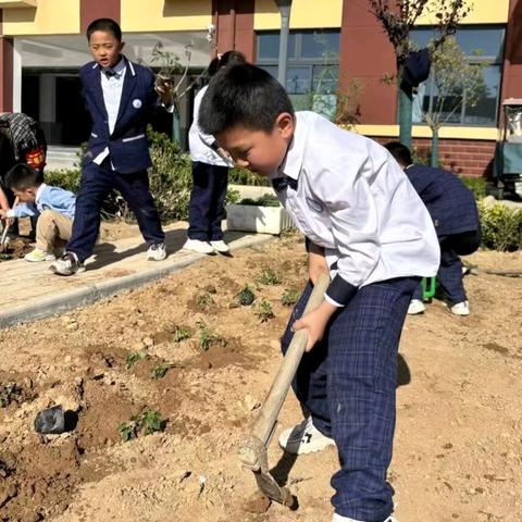 【东小•劳育】花婆婆种植园开播啦——大荔县东府小学开展劳动基地种植活动