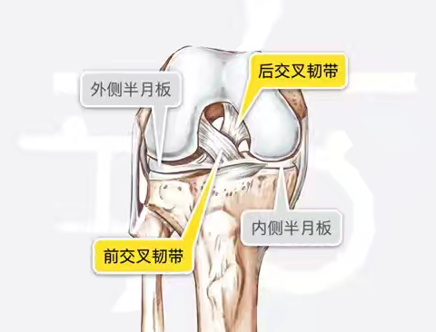 关节镜下前交叉韧带重建术