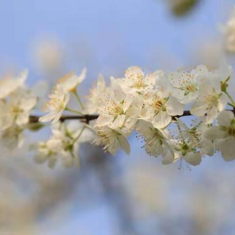 春花暖阳两不负