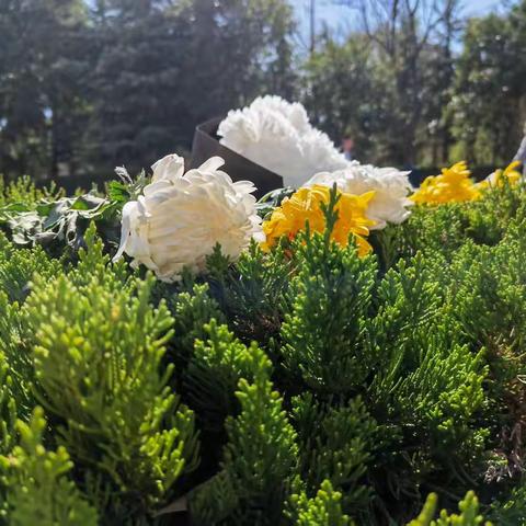 【缅怀先烈志 共铸中华魂】——兴隆庄街道中心小学开展清明忆英烈主题活动