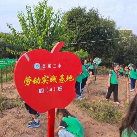 劳动小基地，成长大舞台                               --四(4)班劳动实践