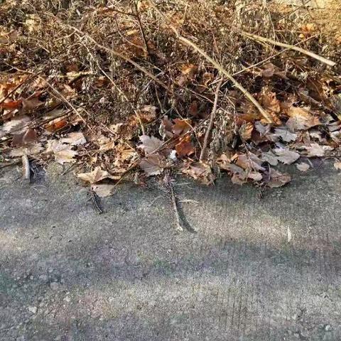 【平阴】锦水街道：“智慧城管”e锦水 服务群众零距离