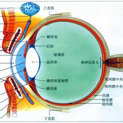 保护小眼睛，世界亮晶晶—曙光幼儿园（百步亭园区）近视防控知识宣传