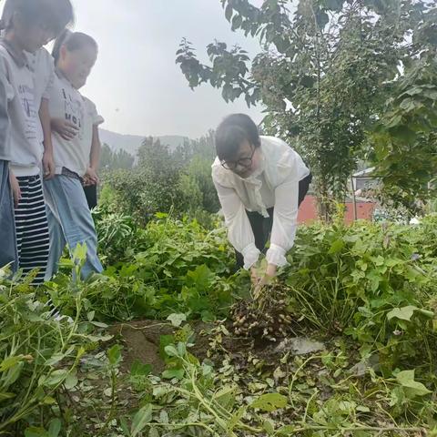 劳动中成长——泗张镇明德小学劳动实践之“拔花生”