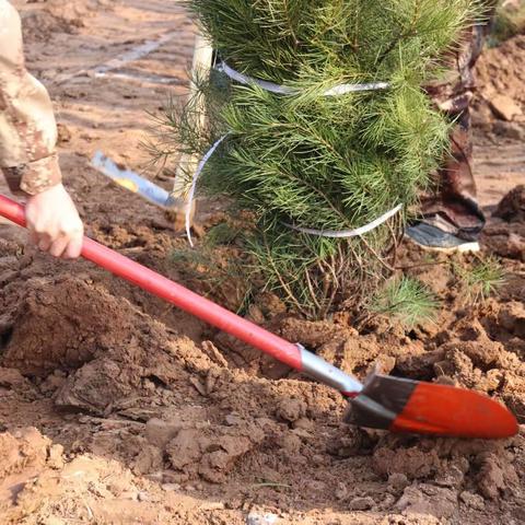 古韩镇：植此青绿 播种希望——植树节活动纪实