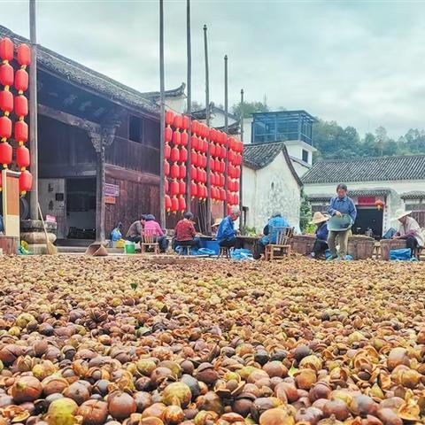 俞源村油茶结累累硕果富农民