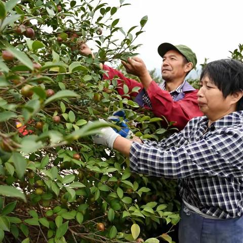 俞源乡油茶喜丰收，采摘加工忙