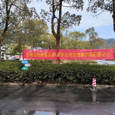 俞源乡开展古树保护宣传活动