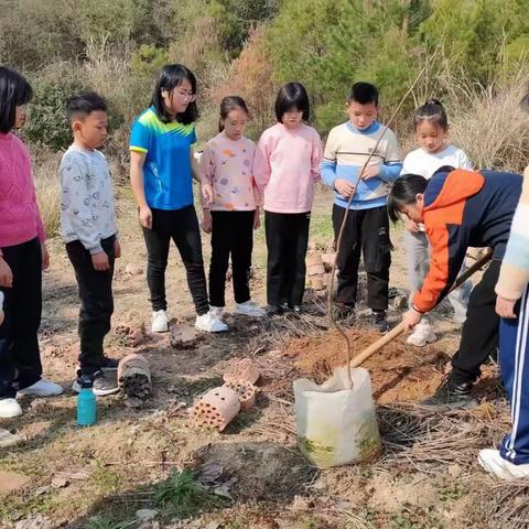 春风三月植树忙，绿意萌动满校园——记东江小学植树活动