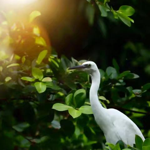 书映鹭影，夕照归巢