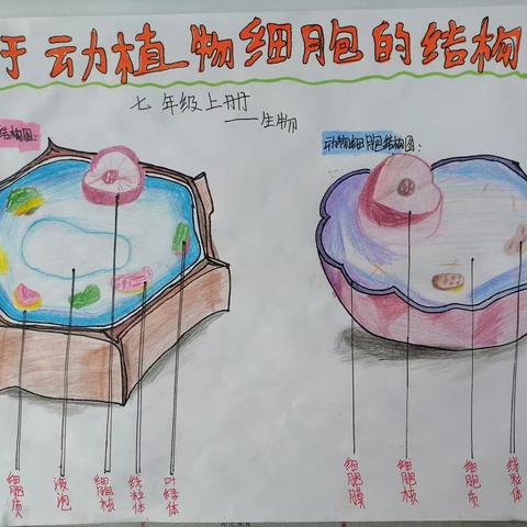 【三迪中学卧龙寺校区】 “双减”下的生物特色作业