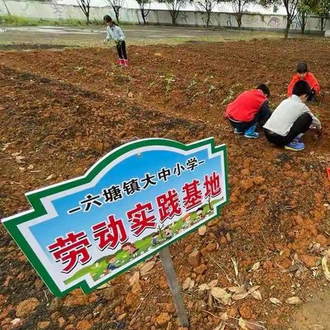 播下一粒种子，静待一片花开 | 六塘镇大中小学开展劳动教育实践活动