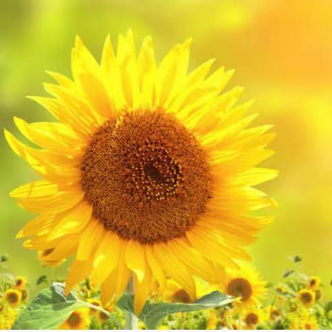 “教以共进，研以致远”——记平马镇平马学区五年级教学研讨活动