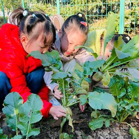 【我们的节气】霜降到  拔萝卜——香河二幼节气农俗体验活动