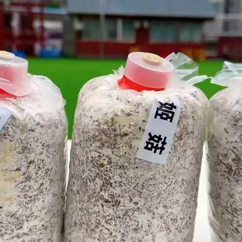 艾迪儿婴幼中心牛津A班十一周美好生活