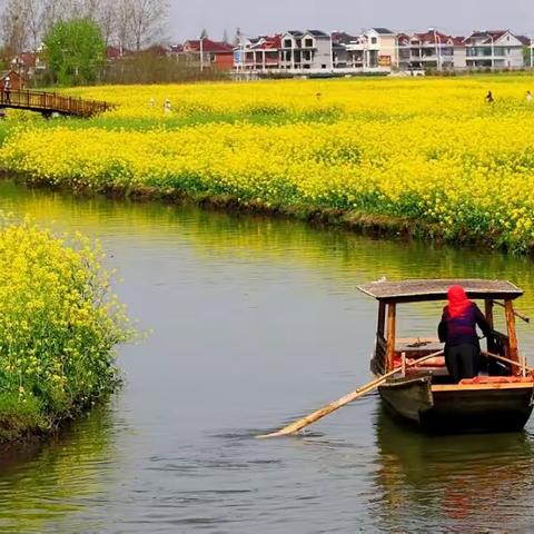 4月1号 8号 两期水上油菜花+扬州瘦西湖+东关街休闲纯玩两日游