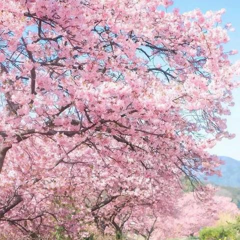 樱花将灿，雾尽风暖———新袁小学六1中队