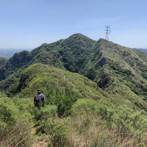 初夏杏林摩诃山