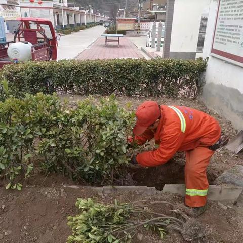 草凉驿村：补植绿化苗木  美化村庄环境