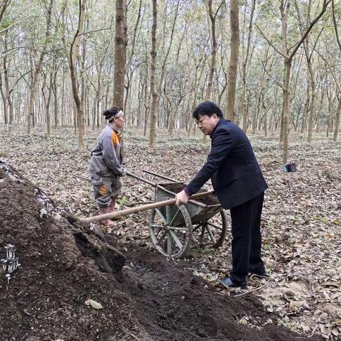 助力橡胶高产稳产！海胶集团邦溪分公司开展主题为“强胶有我”冬春管施肥活动