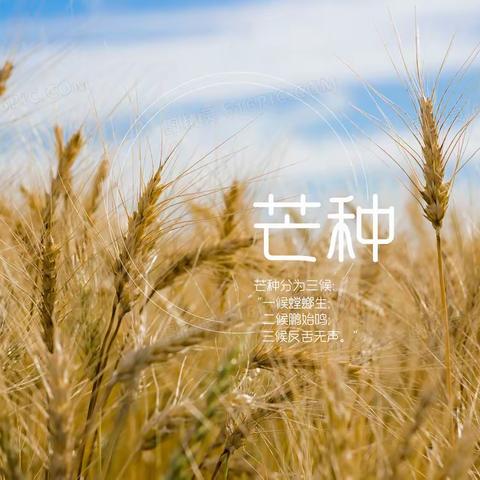 “芒种忙，仲夏始”桃江县幼儿园谷山郡园二十四节气之“芒种”篇