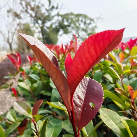 深城投物业—达观学府12月工作简报