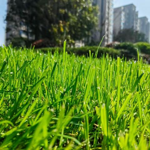 物业月报|深城投物业·达观学府3月工作简报