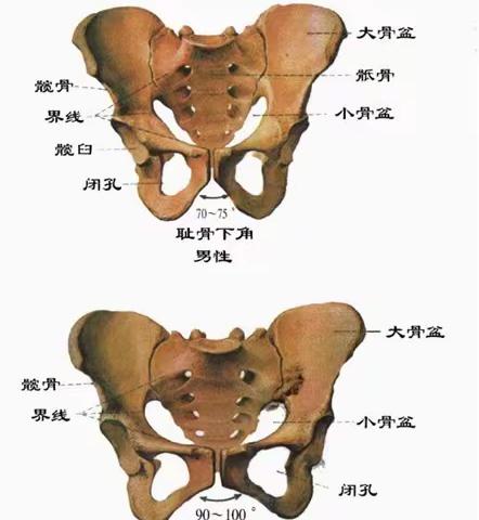 骨盆倾斜对颈椎的影响