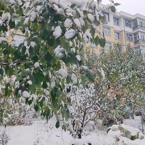 雪落一夜“降温” 社工上门“升温” ——东安街道安居社区守好居民“最后一米暖防线”
