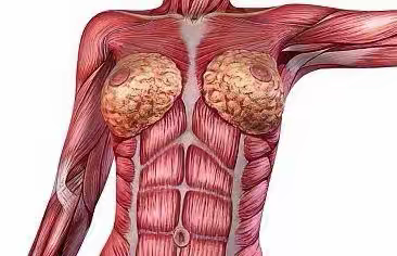 办公室“女性微运动”三步曲： 	丰乳肥臀不难，盆底肌训练耽搁不得