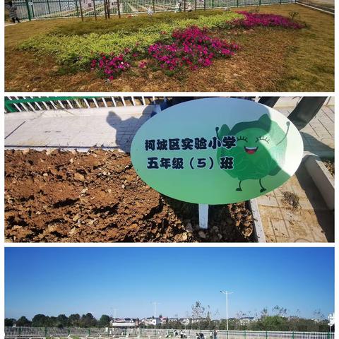 信安有块地“小菜园，大幸福”