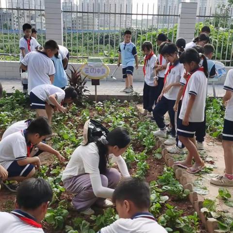 体验劳动快乐 分享收获喜悦——郁南县西江实验学校劳动实践基地劳动成果大丰收！