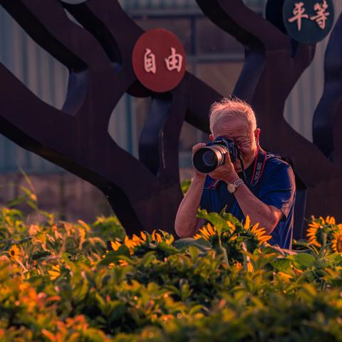 荷花遇见了葵花