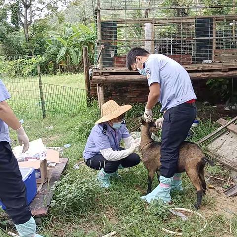 黎安开展布鲁氏菌病血清采样工作