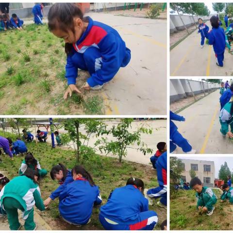 除草护园  你我同行—后河镇第十二小学开展劳动实践活动