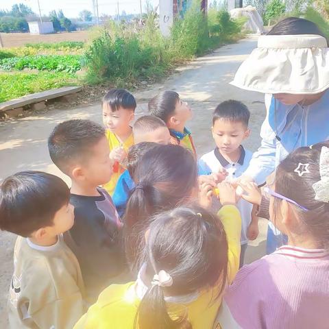 秋水长寒露，萌娃知时节——安城中心幼儿园寒露节气系列活动