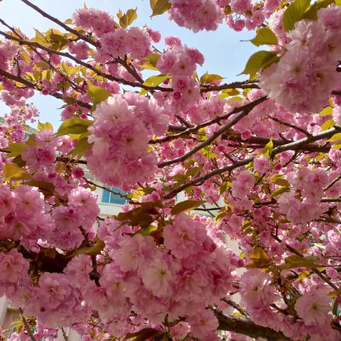 春日序曲🌸🌸