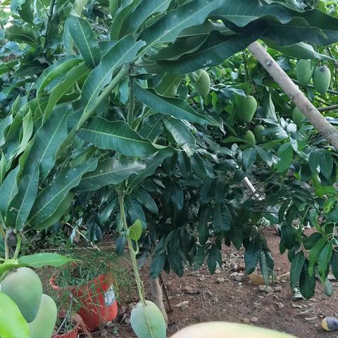 《那花，那雨》       羊屋小舍/原创作品/